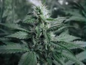 Aurora Indica