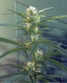 Early Bud