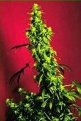 KC 33 x Master Kush