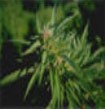 Mixed Sativa