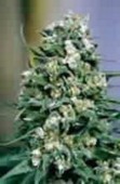 Northern Light x Big Bud