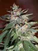 Northern Light x Haze