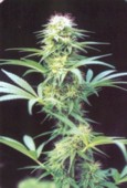 Hawaii x Skunk #1