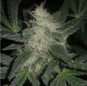 Skunk Special