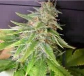 White Widow 100